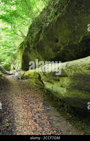 Deutschland, Baden-Württemberg, Überlingen-Hödingen, der Hödinger Tobel ist eine Erosionsschlucht im Gebiet der Überlinger Molasse Stockfoto