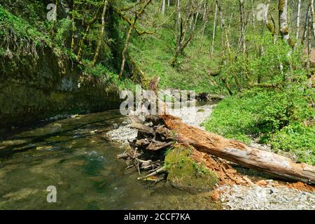 Deutschland, Baden-Württemberg, Löffingen-Bachheim, die Gauchachschlucht am Naturfreundehaus und Wanderheim Burgmühle im Naturschutzgebiet Wutachschlu Stockfoto