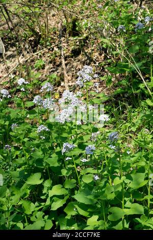 Deutschland, Baden-Württemberg, Löffingen-Bachheim, blühendes Silberblatt im Naturschutzgebiet Wutachschlucht im Breisgau-Hochschwarzwald. Stockfoto