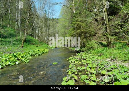 Deutschland, Baden-Württemberg, Löffingen-Bachheim, blühende Bachspestwurz in der Gauchachschlucht oberhalb der Burgmühle. Stockfoto