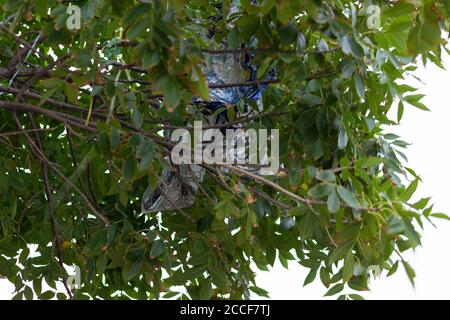 Ein Mylar-Ballon und Bänder verwickelt in einem New York Stadt Grüne Esche Baum Stockfoto