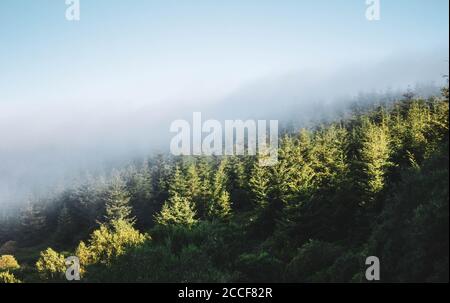 Kiefernwald mit Nebel oben Stockfoto