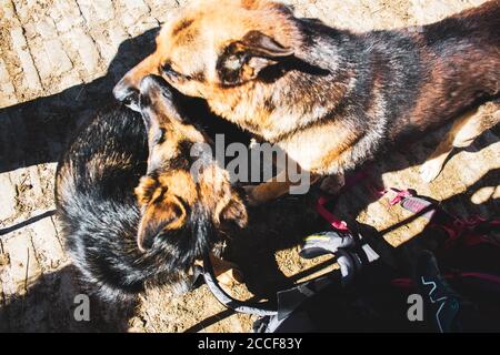 Zwei Schäferhunde, Mutter und Tochter küssen Stockfoto