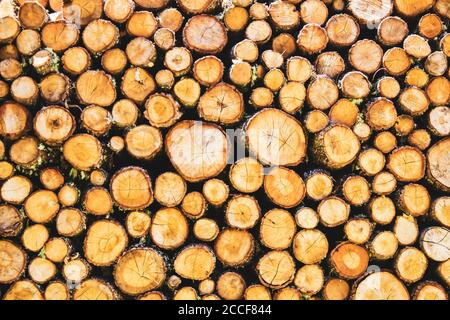 Hintergrund des Stapels der geschnittenen Stämme Stockfoto