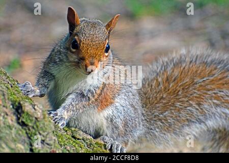 Ein Ostgraues Eichhörnchen gibt den 'Staredown' Stockfoto