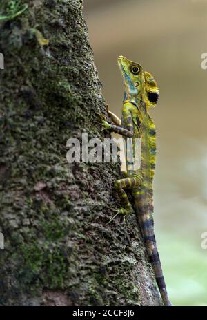 Winkelkopfdrache (große Anglehead-Echse, Goncephalus grandis), Agamidae-Familie, Gunung Mulu-Nationalpark, UNESCO-Weltkulturerbe, Sarawak, Stockfoto