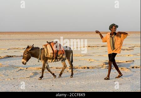 Ein Afar-Hirte mit einem Esel, der Salzblöcke transportiert, Assale Salt Lake (Lake Assale), Danakil Depression, Afar Region, Äthiopien Stockfoto