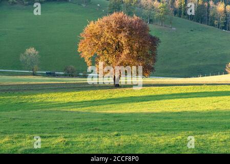 Wiesenlandschaft mit Sonnenstrahl, Abendlicht, Herbstbaum orange im Sonnenlicht, grüne Wiese, Niederösterreich, Stockfoto