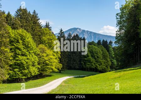 Deutschland, Bayern, Waldweg im Alpenvorland bei Walchensee Stockfoto