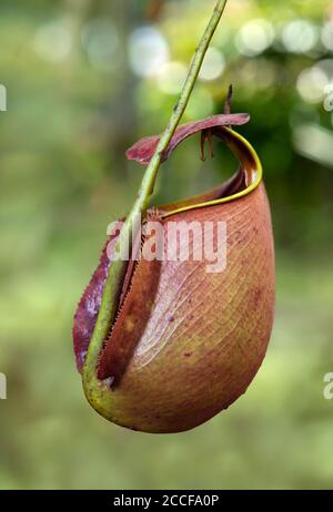 Krug Pflanze (Nepenthes bicalcarata), Pitcher Familie (Nepenthaceae), Sarawak, Borneo, Malaysia Stockfoto