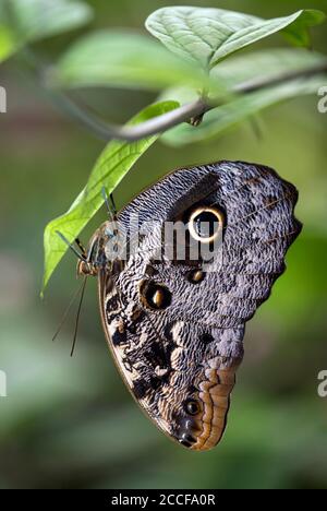 Bananenschmetterling (Caligo sp.), Familie edler Schmetterlinge (Nymphalidae), Mindo-Region, Ecuador Stockfoto