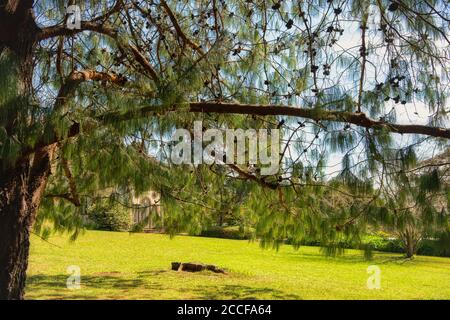 Pinus Patula Baum (Mexiko) in den Palheiro Gärten in Funchal mit exotischen Bäumen, mehreren Themengärten und Kapelle, Madeira, Portugal Stockfoto