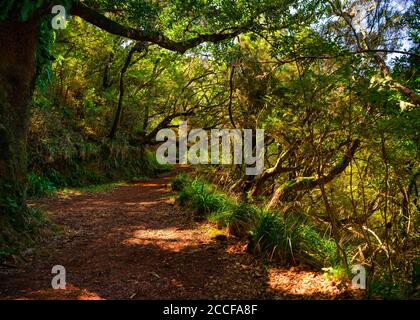 Wanderweg entlang der Levadas das 25 Fontes, Rabacal Naturschutzgebiet und UNESCO-Weltkulturerbe, Madeira, Portugal Stockfoto