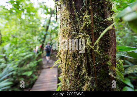 Selektiver Fokus, Nahaufnahme von Baum mit Moos mit Wanderern im Hintergrund, Sensoria, tropisches Regenwaldreservat, Rincon de la Vieja, Provincia de Alajuel Stockfoto