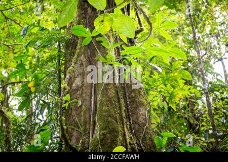 Regenwaldbaum mit Reben, die um Licht, Wasser und Stickstoff konkurrieren, Sensoria, tropisches Regenwaldreservat, Rincon de la Vieja, Provincia de Alajuela, Stockfoto