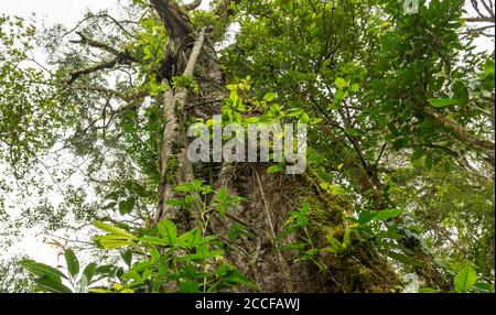 Regenwaldbaum mit Reben, die um Licht, Wasser und Stickstoff konkurrieren, Sensoria, tropisches Regenwaldreservat, Rincon de la Vieja, Provincia de Alajuela, Stockfoto