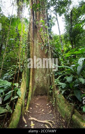 Regenwaldbaum mit Reben, die um Licht, Wasser und Stickstoff konkurrieren, Sensoria, tropisches Regenwaldreservat, Rincon de la Vieja, Provincia de Alajuela, Stockfoto