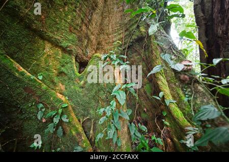 Regenwaldbaum mit Reben, die um Licht, Wasser und Stickstoff konkurrieren, Sensoria, tropisches Regenwaldreservat, Rincon de la Vieja, Provincia de Alajuela, Stockfoto