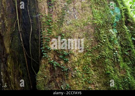 Regenwaldbaum mit Reben, die um Licht, Wasser und Stickstoff konkurrieren, Sensoria, tropisches Regenwaldreservat, Rincon de la Vieja, Provincia de Alajuela, Stockfoto