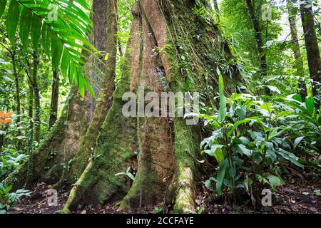 Regenwaldbaum mit Reben, die um Licht, Wasser und Stickstoff konkurrieren, Sensoria, tropisches Regenwaldreservat, Rincon de la Vieja, Provincia de Alajuela, Stockfoto