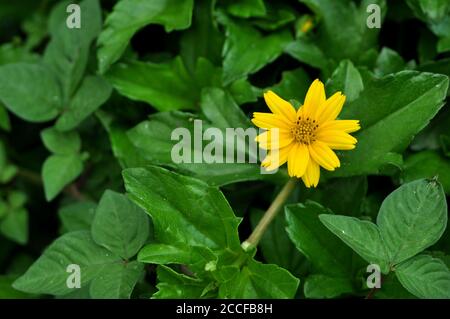 Sphagneticola, ist eine Gattung von blühenden Pflanzen in der Familie der Gänseblümchen, Asteraceae Stockfoto