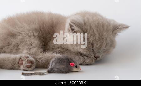 Britische Kurzhaarkatze. Niedliches kleines Kätzchen liegt und schläft. Daneben ist eine Spielzeug-Maus. Stockfoto