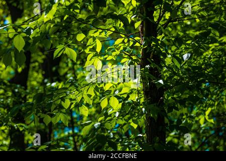 Laubwald im Frühjahr in Brandenburg dringt die Sonne durch die Baumkronen der Blätter Stockfoto