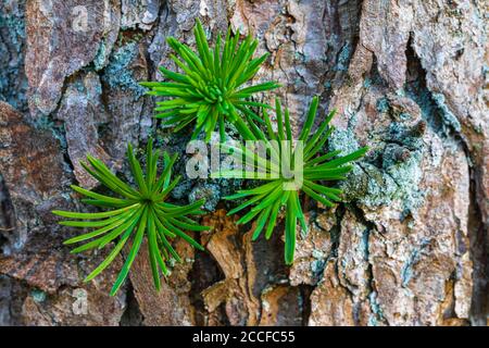 Baumstamm mit jungen Trieben, Lärche, Waldstillleben Stockfoto