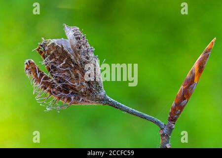 Beechnut, Nahaufnahme Stockfoto