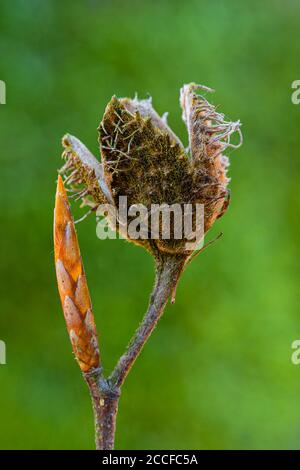 Beechnut, Nahaufnahme Stockfoto