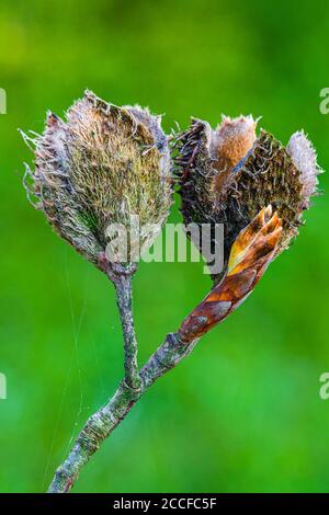 Beechnut, Nahaufnahme Stockfoto