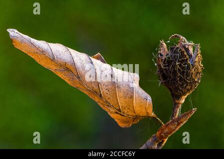 Beechnut, Nahaufnahme Stockfoto