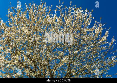 Kirschblüten gegen blauen Himmel Stockfoto