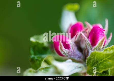 Apple Blossom, Knospen, Malus domesticus, close-up Stockfoto
