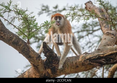 Patas Affenweibchen auf der Nahrungssuche auf einem Baum mit Baby in Tuck. Stockfoto