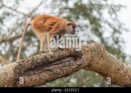 Patas Affe auf der Nahrungssuche mit Baby Stockfoto