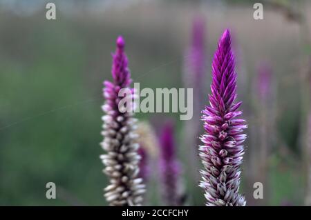 Celosia argentea Blume - Hahnenkamm Stockfoto