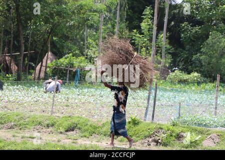 Armer asiatischer Mann, der Feuerholz auf dem Kopf trägt und traditionelle Kleidung aus Bangladesch trägt. Stockfoto