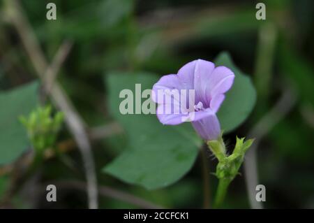 Ipomoea trilobais eine Art von Ipomoea Morning Glory bekannt durch mehrere gemeinsame Namen, einschließlich littlebell und Aiea Morning Glory Stockfoto