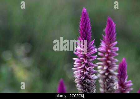 Celosia argentea Blume - Hahnenkamm Stockfoto