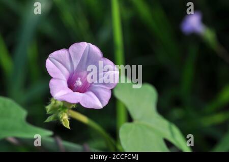 Ipomoea trilobais eine Art von Ipomoea Morning Glory bekannt durch mehrere gemeinsame Namen, einschließlich littlebell und Aiea Morning Glory Stockfoto