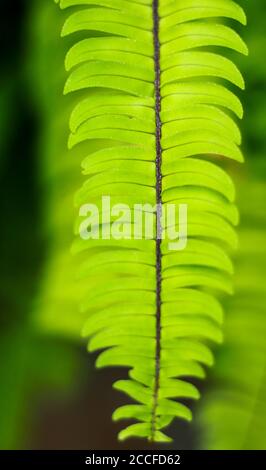 Asplenium trichomanes, allgemein bekannt als Maidenhair-Spleenwort. Stockfoto