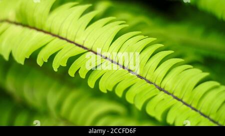 Asplenium trichomanes, allgemein bekannt als Maidenhair-Spleenwort. Stockfoto