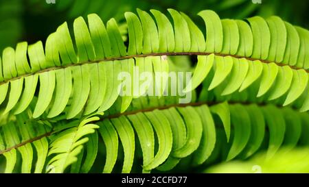 Asplenium trichomanes, allgemein bekannt als Maidenhair-Spleenwort. Stockfoto