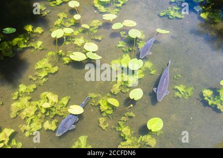 Wien, Karpfen oder europäischer Karpfen (Cyprinus carpio) im Ochsenbuchsee, Wasserpflanzen im Jahr 22. Donaustadt, Wien, Österreich Stockfoto