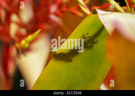 Goldstaub Tag Gecko Silhouette hinter Blatt, Kopf spätend aus Stockfoto