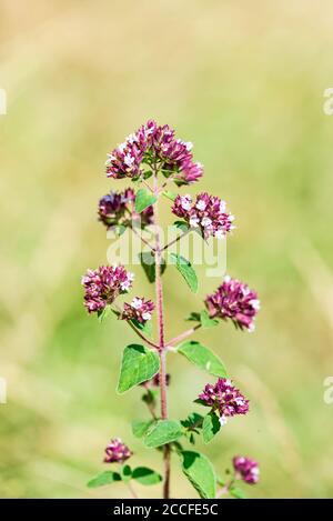 Wilder Majoran mit verschwommenem grünen Hintergrund Stockfoto