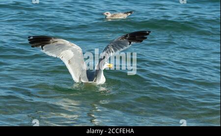 Chroicocephalus ridibundus. Möwe nimmt Nahrung aus dem Wasser auf. Larus mongolicus am Baikalsee. Stockfoto