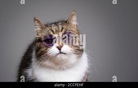 britische Kurzhaar Katze suchen nerdy tragen Schattierungen mit Stockfoto