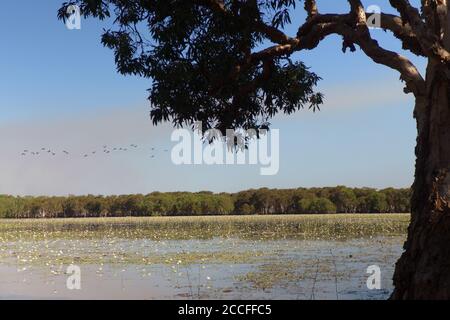 Vögel fliegen über Fish Camp Lagunen, Lakefield National Park, Cape York Peninsula, Queensland, Australien Stockfoto